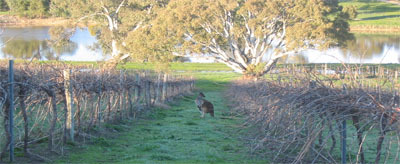 バートン・ヴィンヤーズ