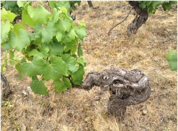 �x���i�[���E�G�E�h�~�j�N�E�}���^��