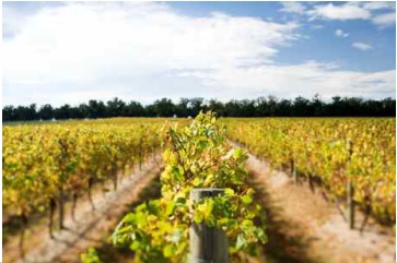 �C�G�����O�E�X�e�[�V����